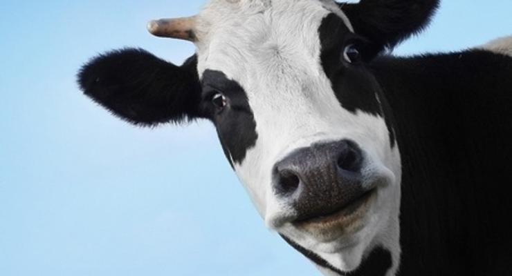 Stajnia w środku miasta przeszkadza mieszkańcom 
