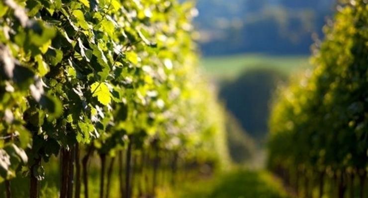 Winiarzu - złóż wniosek o wpis do ewidencji ARR