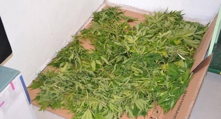 Policja zlikwidowała plantację konopi indyjskich