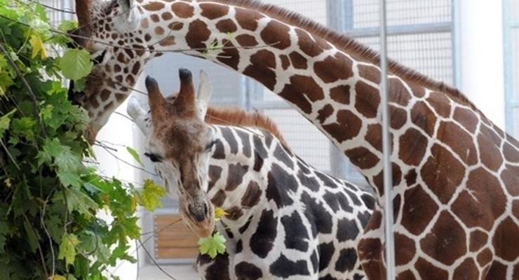 Krakowskie ZOO za darmo podczas ŚDM 