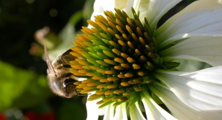 8 sierpnia - Wielki Dzień Pszczół