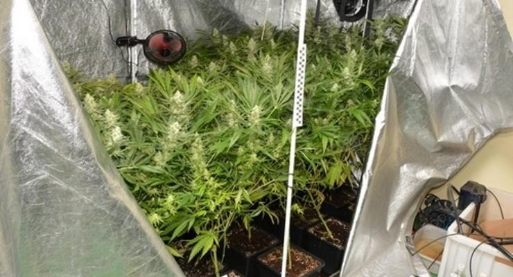 Wpadka kolejnych narkotykowych ”plantatorów”