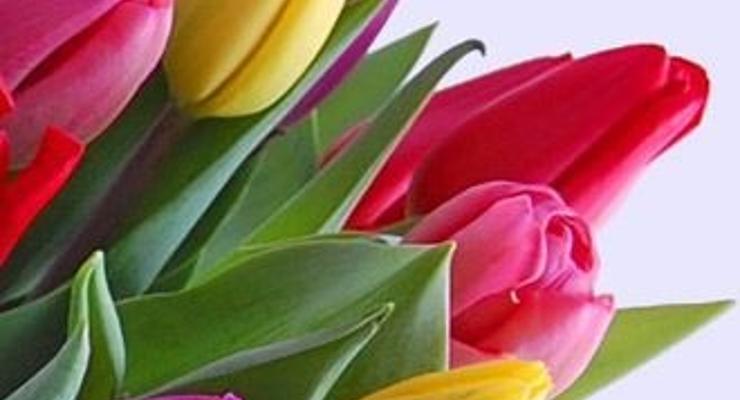 Tysiąc tulipanów na Dzień Kobiet