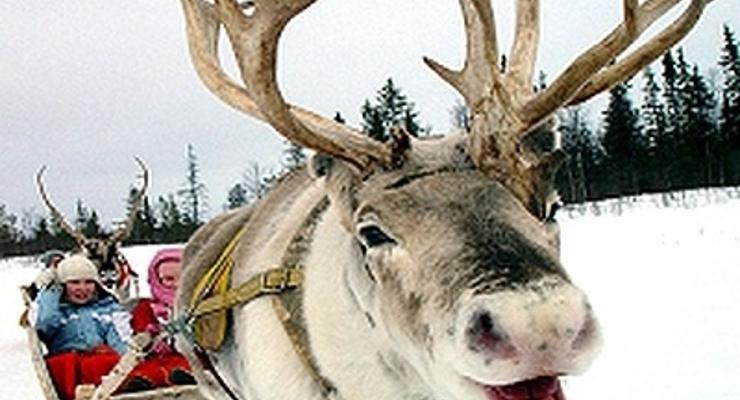 Żywe renifery na myślenickim rynku 