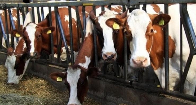 Pomoc dostosowawcza dla producentów mleka i rolników