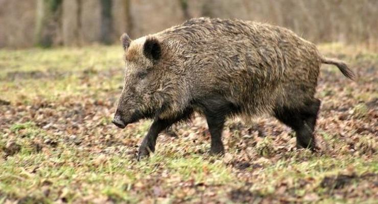  Wojewoda: trzeba odstrzelić dziki