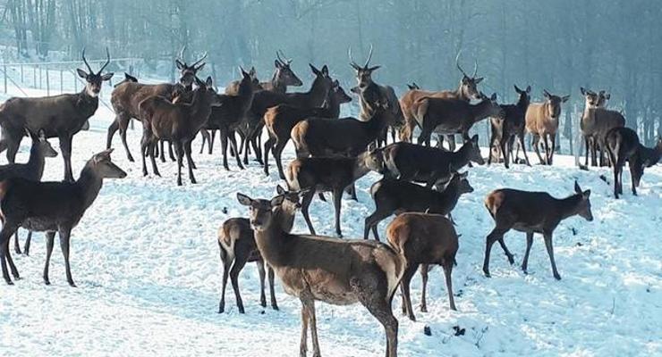 Buczyna jeleniami zasłynie?