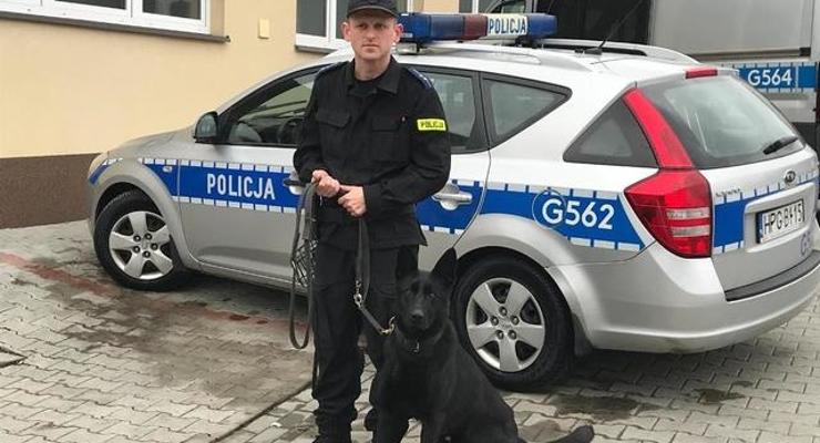 Owczarek niemiecki, pies na przestępców