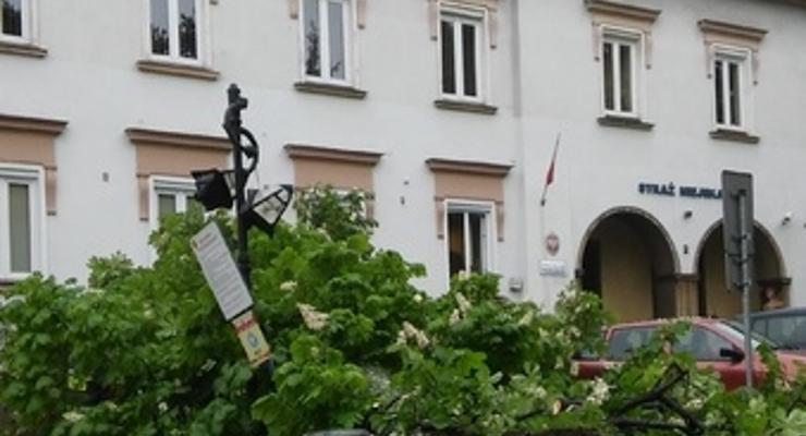 Upadły kasztan