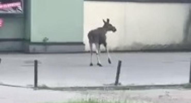 Łosiu! Nie bądź człowiek! Nie biegaj po Tarnowie