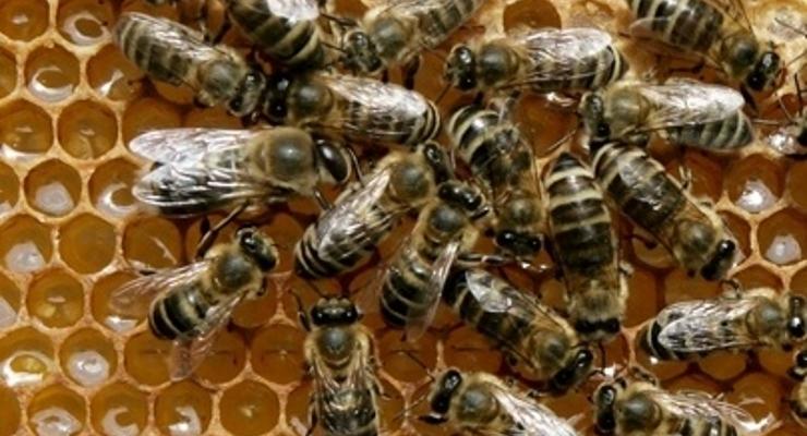 Chrońmy pszczoły - szkolenia fundacji z Niepołomic