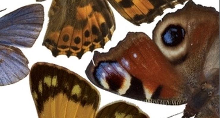 Arthropoda święci 3-lecie