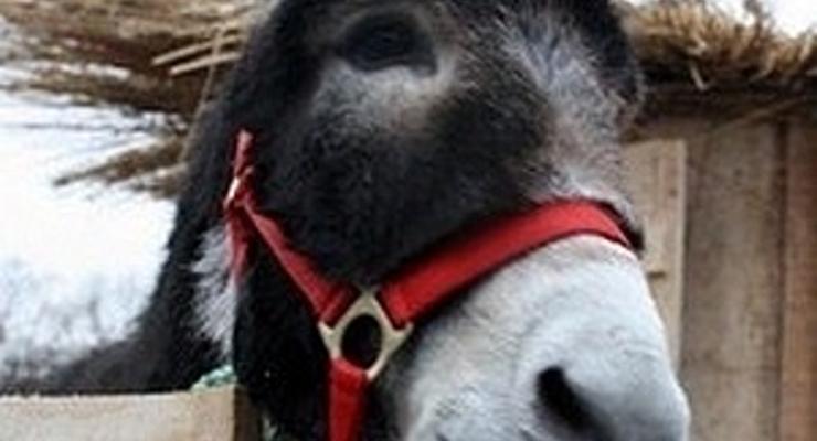 Szopki i żywe zwierzęta na Rynku