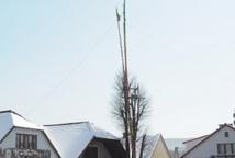 Lipnica: konkurs palm rozstrzygnięty
