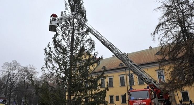 Choinka pod Oknem Papieskim zabłyśnie już w sobotę