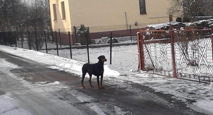 Porzucony doberman błąka się po Damienicach