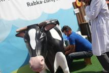 Nowy rekord Polski w dojeniu sztucznej krowy