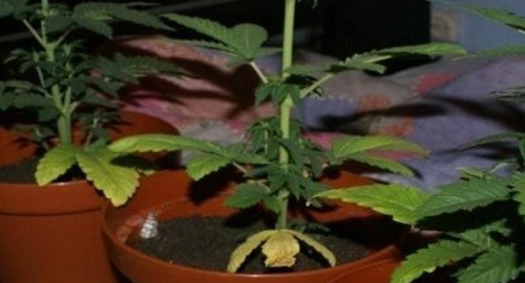 Bochnia: przechwycono 200 krzaków konopii indyjskich