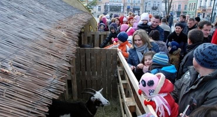 Żywe zwierzęta w brzeskiej szopce