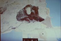 Fragment polichromii i strop belkowy odkryty na zamku żupnym