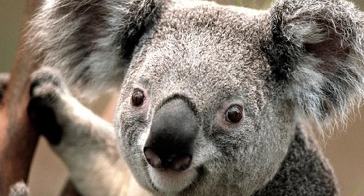 W krainie kangurów, koali, rajskich ptaków i kiwi