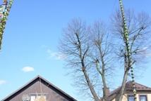 Lipnica-kto jaką palmę zaprezentował?