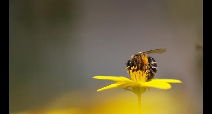Wiśnicz: nagroda dla pszczelich przyjaciół