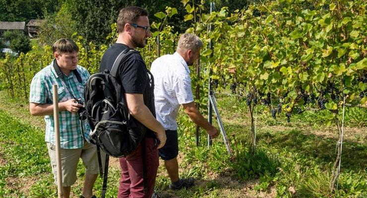 Winnica w Łazach pobiła rekord