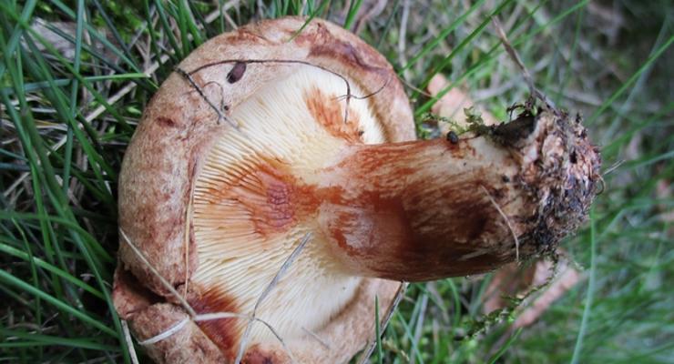 Śmiertelne niebezpieczeństwo w bocheńskich parkach