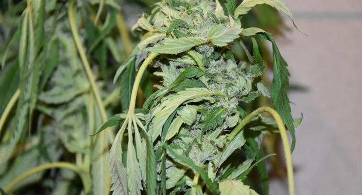 Marihuana namierzona dzięki dzielnicowym