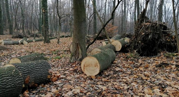 Bochnia rozda drewno na opał potrzebującym