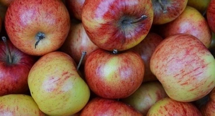 Jabłka i marchew dla mieszkanców