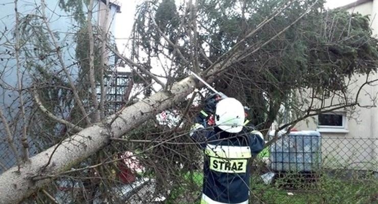 Wiatr łamie drzewa jak zapałki