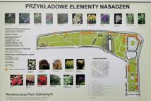 Które drzewa wyciąć na Plantach - specjalista wyjaśnia