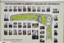 Które drzewa wyciąć na Plantach - specjalista wyjaśnia