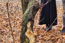 Które drzewa wyciąć na Plantach - specjalista wyjaśnia