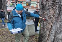 Które drzewa wyciąć na Plantach - specjalista wyjaśnia