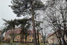 Które drzewa wyciąć na Plantach - specjalista wyjaśnia