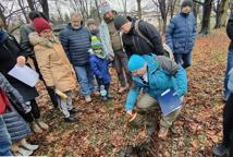 Które drzewa wyciąć na Plantach - specjalista wyjaśnia