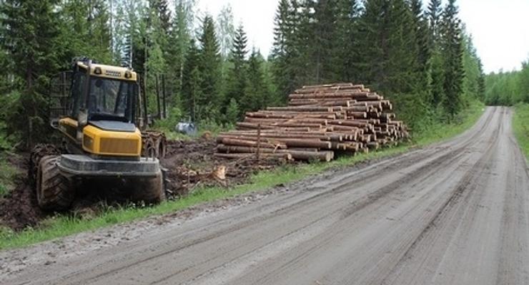 Bezpieczeństwo w procesie wycinania drzew