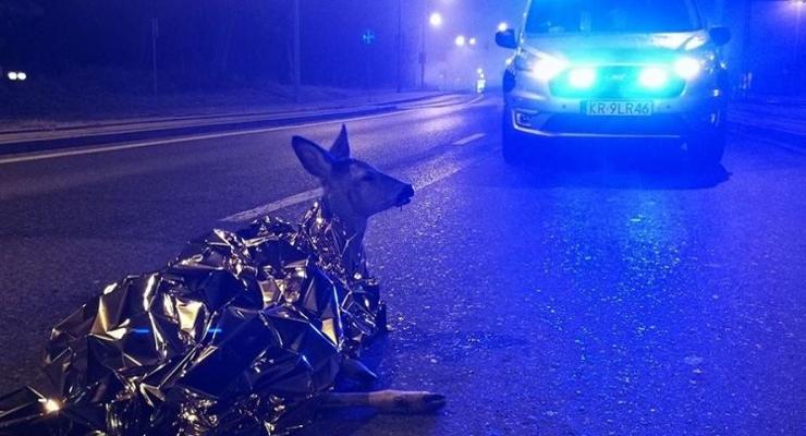 Szpital dla dzikich zwierząt w Krakowie