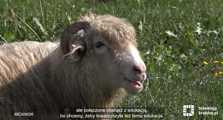 Kraków: zwierzęta wracają na miejskie łąki