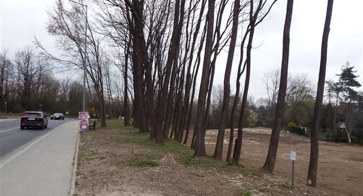 Jak dęby katyńskie przeszkodziły Lidlowi - sprawdź!
