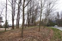 Jak dęby katyńskie przeszkodziły Lidlowi - sprawdź!