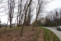 Jak dęby katyńskie przeszkodziły Lidlowi - sprawdź!