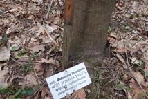 Jak dęby katyńskie przeszkodziły Lidlowi - sprawdź!