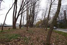 Jak dęby katyńskie przeszkodziły Lidlowi - sprawdź!