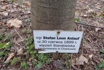 Jak dęby katyńskie przeszkodziły Lidlowi - sprawdź!