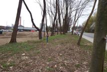 Jak dęby katyńskie przeszkodziły Lidlowi - sprawdź!