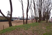 Jak dęby katyńskie przeszkodziły Lidlowi - sprawdź!